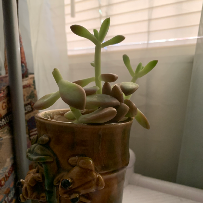 Jelly Bean Plant (Sedum rubrotinctum) in a pot, healthy with no visible signs of disease.