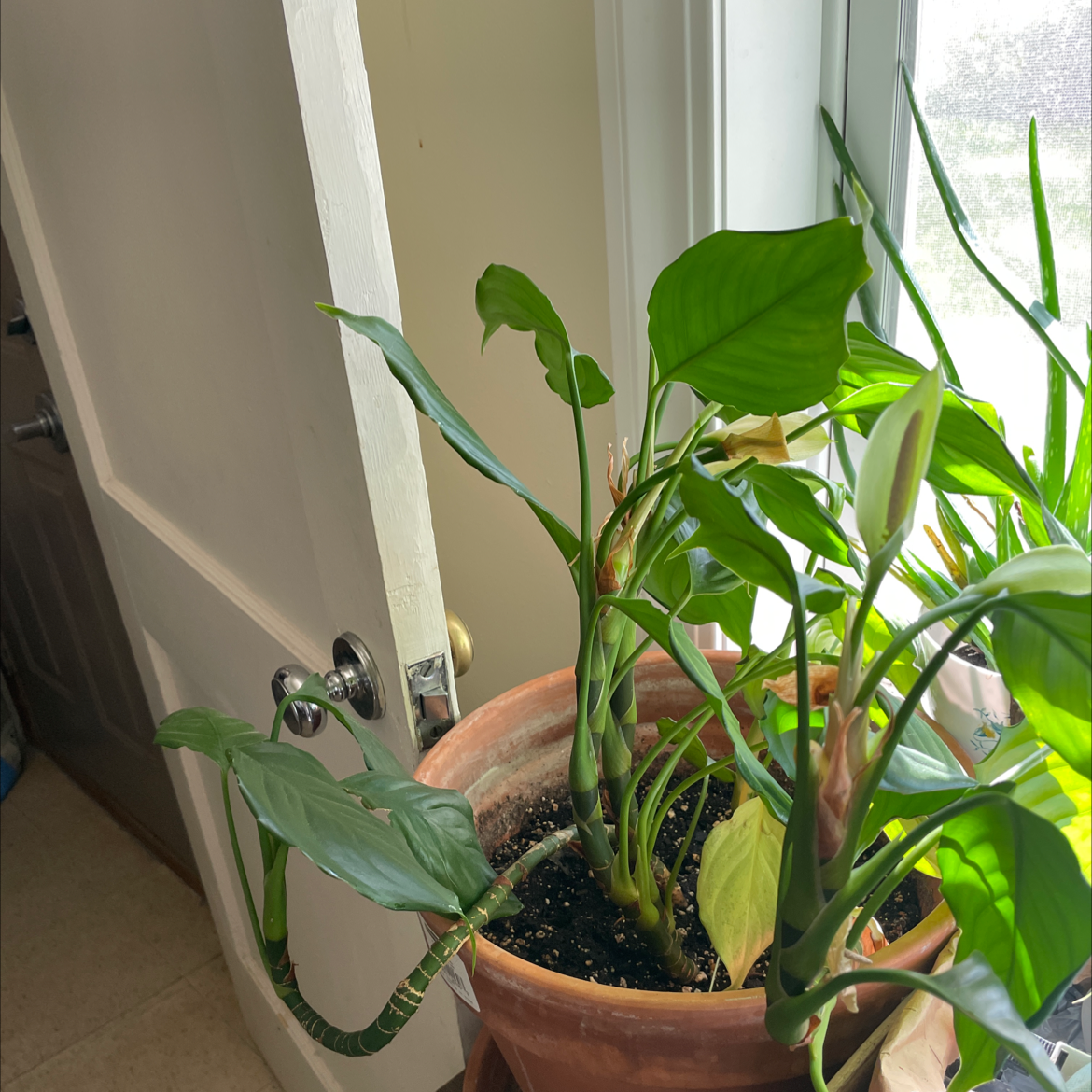 Peace Lily plant photo by @diamondsnfurs named Denali on Greg, the plant care app.