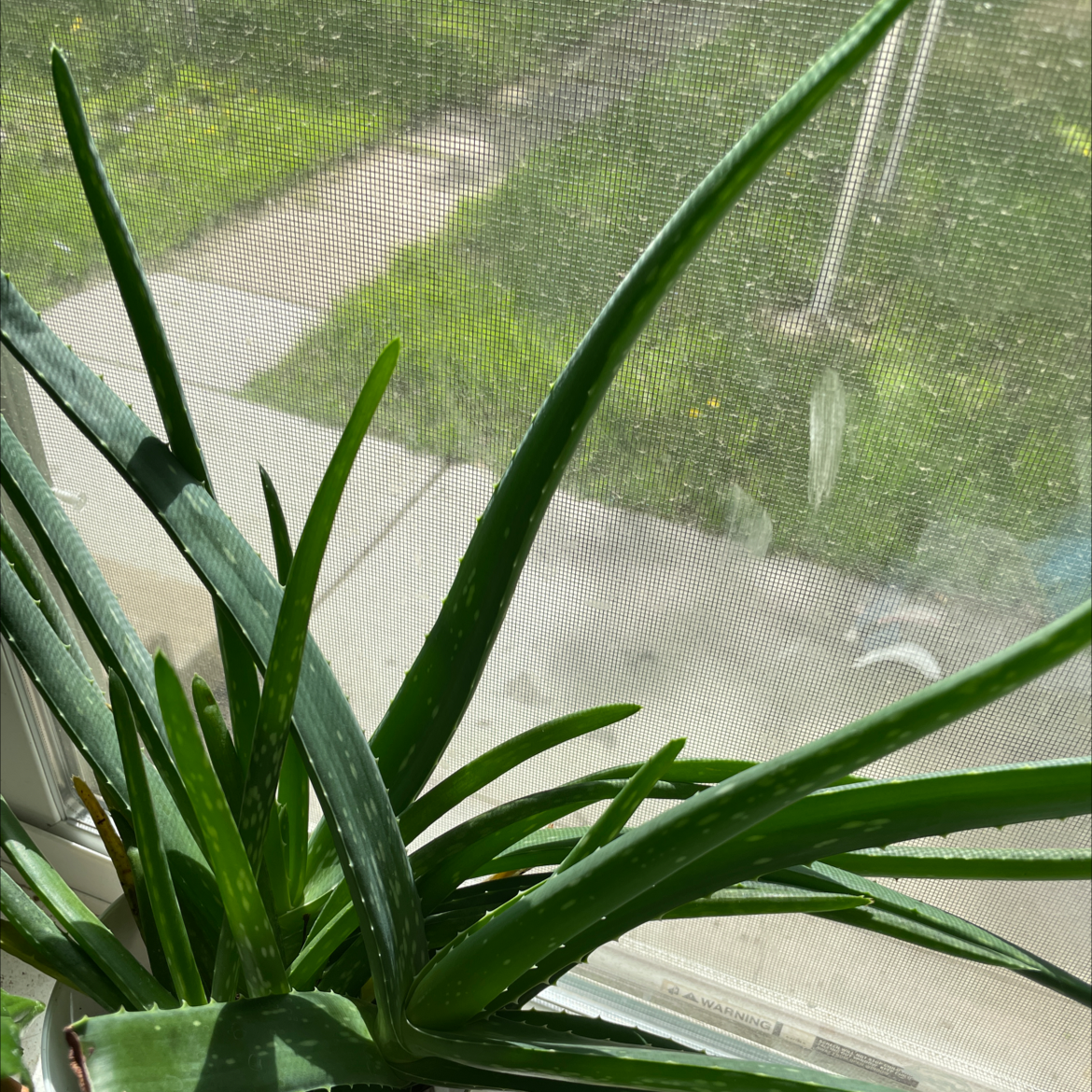Aloe vera plant photo by @diamondsnfurs named Zion on Greg, the plant care app.