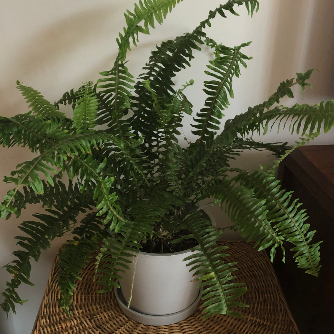 Kimberly Queen Fern in a white pot on a wicker surface, appearing healthy with vibrant green fronds.