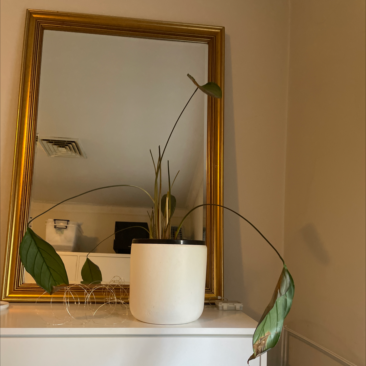 Never Never Plant 'Grey Star' in a white pot with drooping leaves, some yellowing and browning visible.