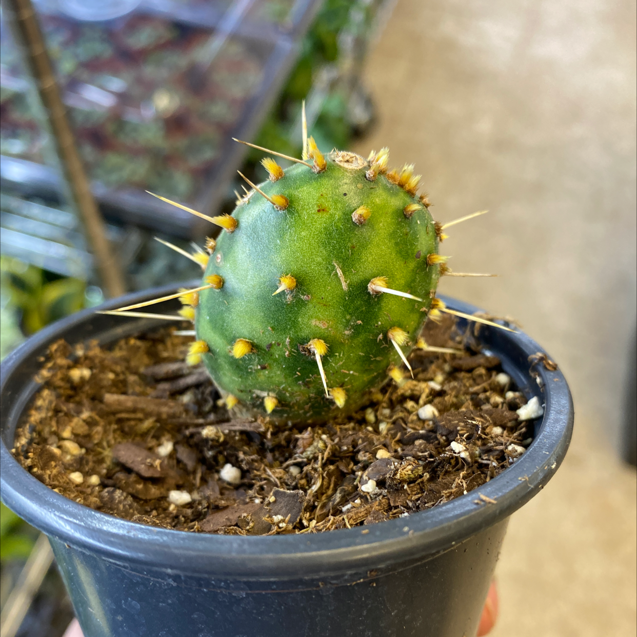 Small Smooth Prickly Pear cactus in a black pot with visible soil.