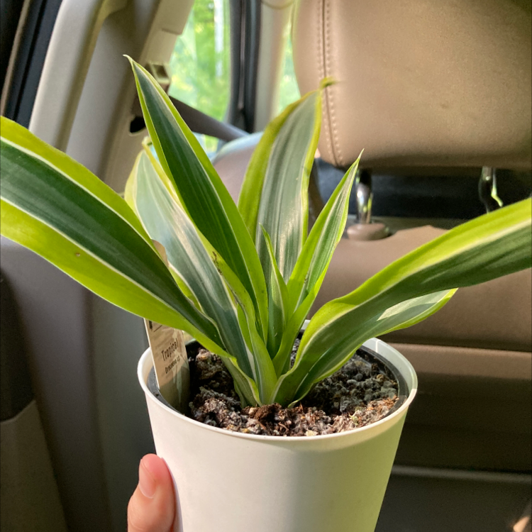 Cornstalk Dracaena plant photo by @ashleysplants named Sage on Greg, the plant care app.