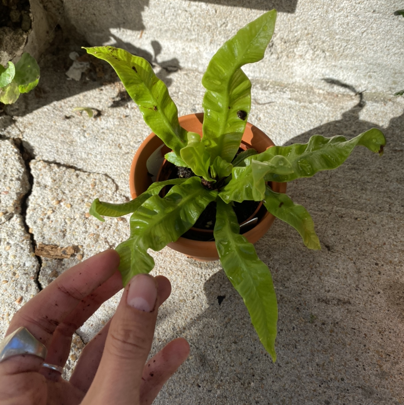 Healthy young bird's nest fern plant with lush green wavy leaves held in a hand, showcasing its vibrant foliage and growth habit.