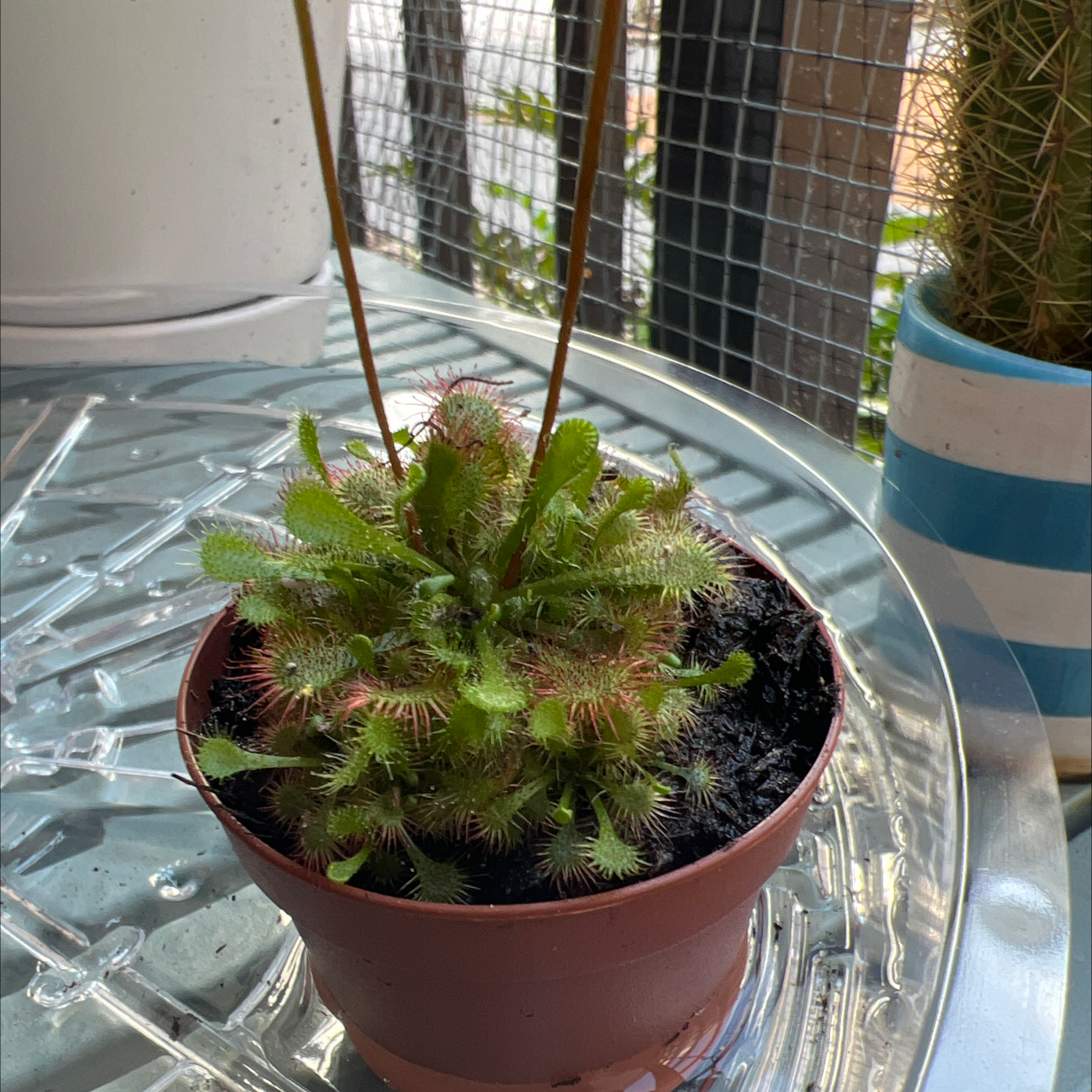 Spoon-Leaved Sundew plant in a small pot with visible dew drops on the leaves.