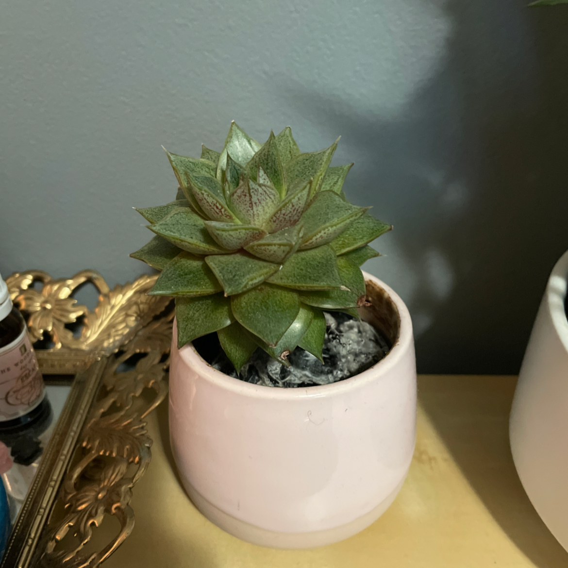 Lipstick Echeveria plant photo by @adynr named Reggie on Greg, the plant care app.