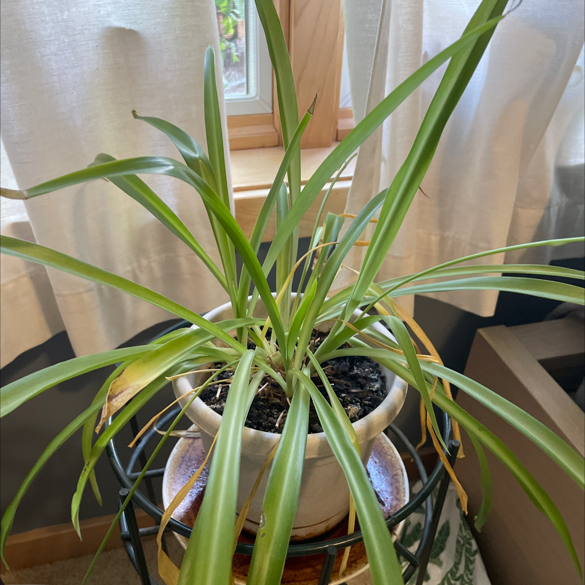 Spider Plant plant photo by @adynr named Amethyst on Greg, the plant care app.
