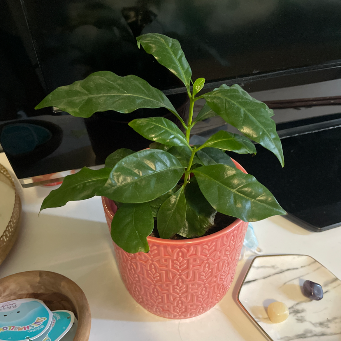 Arabian Coffee Plant plant photo by @adynr named Bonjo on Greg, the plant care app.
