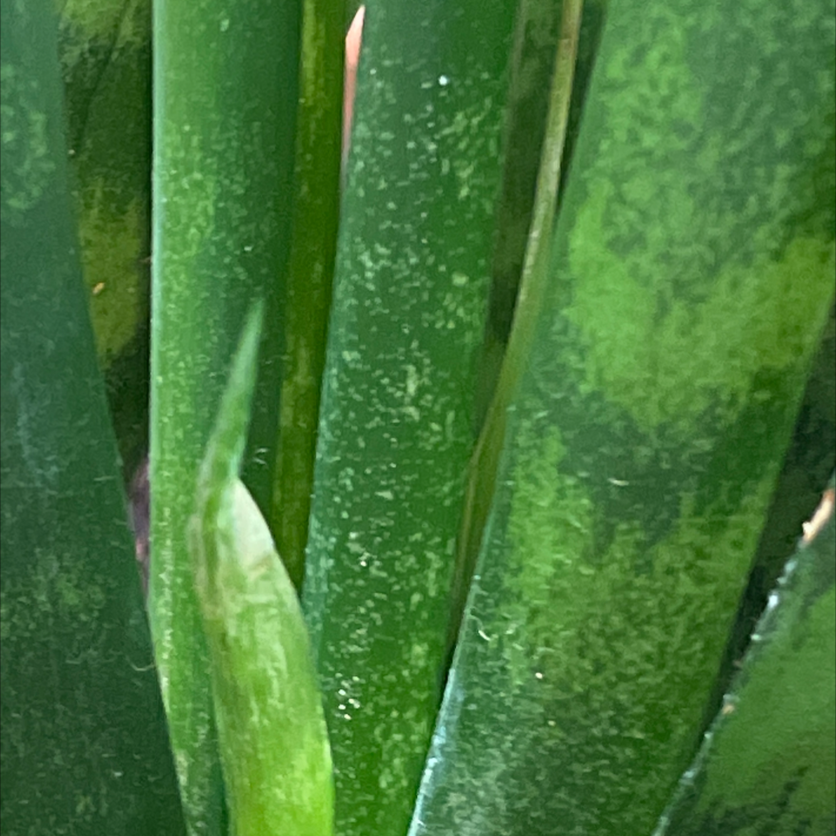 Close-up of Black Coral Snake Plant leaves with green speckling.