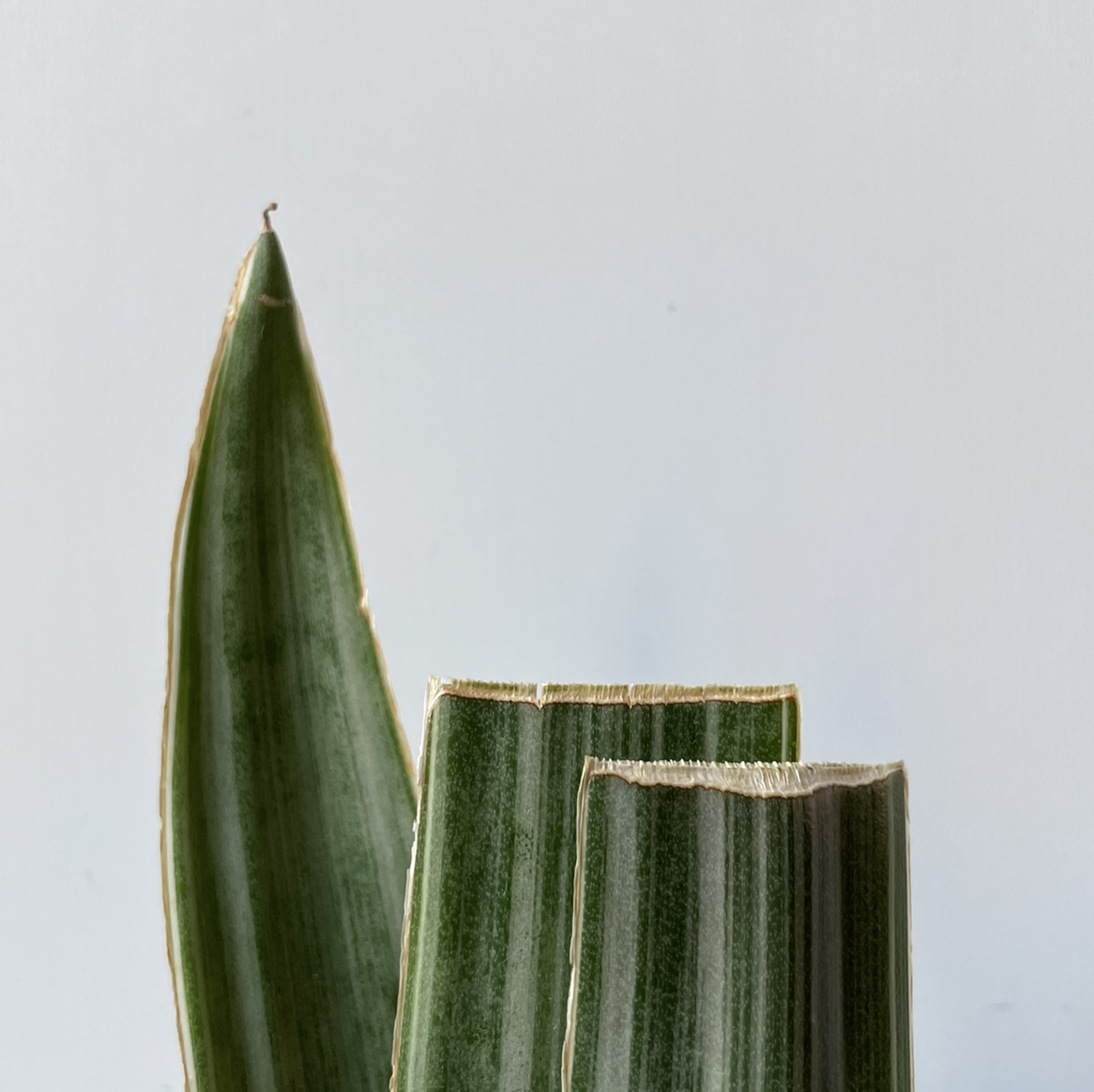 Photo of the plant species Sansevieria aubrytiana by @e3ecd3 named Sansevieria aubrytiana (Sayuri prop reversion 2) on Greg, the plant care app