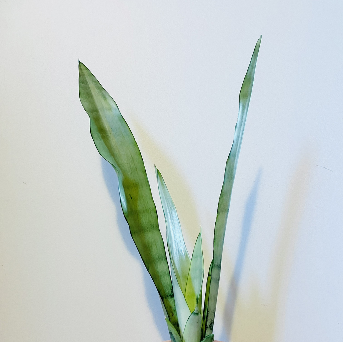 Photo of the plant species Snake Plant Silver Queen by @e3ecd3 named [Archived] Sansevieria Silver Queen (NJ div 1) on Greg, the plant care app