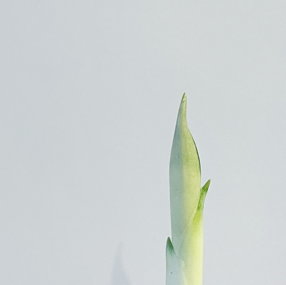 Photo of the plant species Snake Plant Silver Queen by @e3ecd3 named Sansevieria Silver Queen (leaf JB1) on Greg, the plant care app