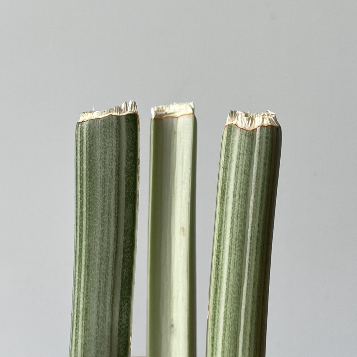 Photo of the plant species Sansevieria aubrytiana by @e3ecd3 named Sansevieria aubrytiana (Sayuri prop reversion 1) on Greg, the plant care app