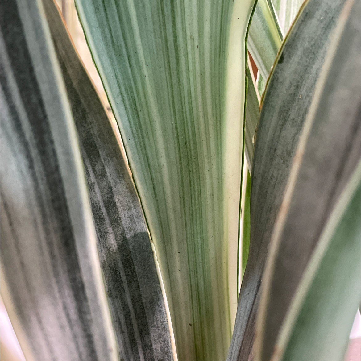 Photo of the plant species Metallica Snake Plant by @e3ecd3 named [Archived] Sansevieria Sayuri on Greg, the plant care app