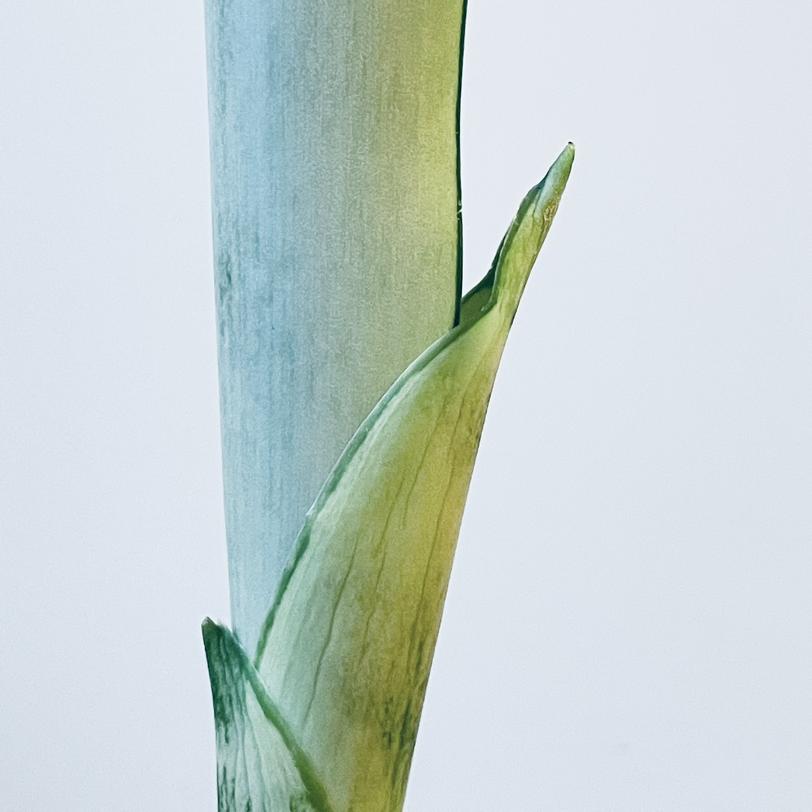 Photo of the plant species Snake Plant Silver Queen by @e3ecd3 named Sansevieria Silver Queen (division 1) on Greg, the plant care app
