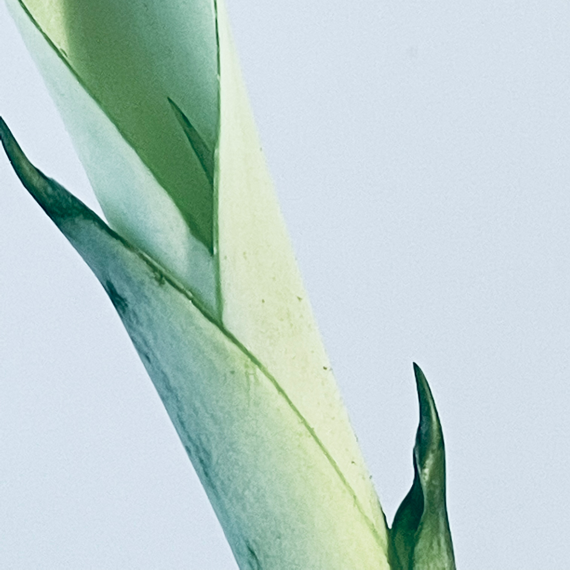 Snake Plant Silver Queen Plant Care: Water, Light, Nutrients | Greg App 🌱