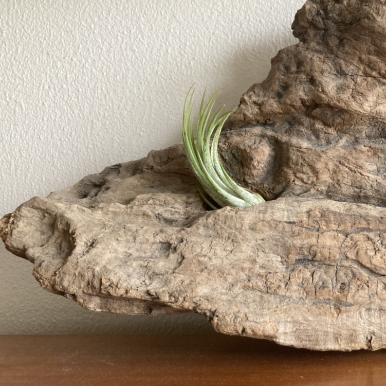 Photo of the plant species Houston Air Plant by @Happytealhouse named Stuart on Greg, the plant care app