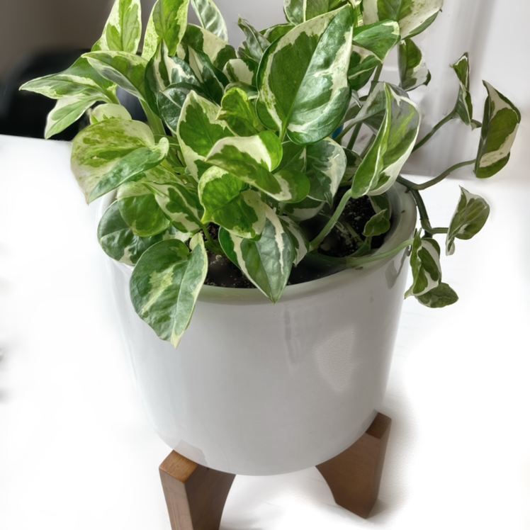 Taro Vine plant photo by @Happytealhouse named Potholio on Greg, the plant care app.