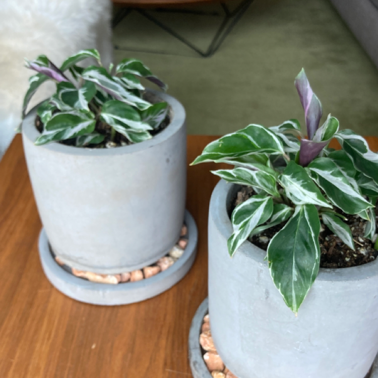 Calathea 'White Fusion' plant photo by @Happytealhouse named Prudence on Greg, the plant care app.