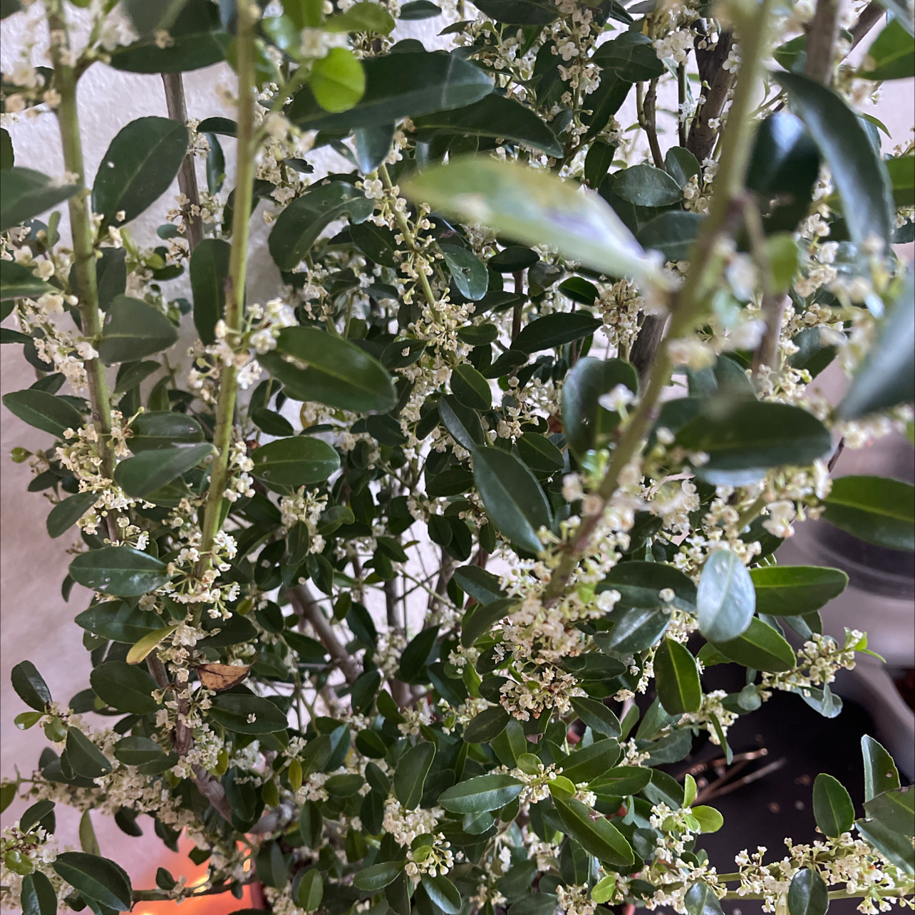 Photo of the plant species Emerald Colonnade Holly by Courtney named Emerald colonnade on Greg, the plant care app