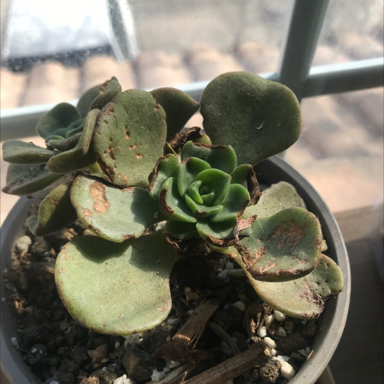 Tree Aeonium succulent in a pot with some browning and black spots on leaves.