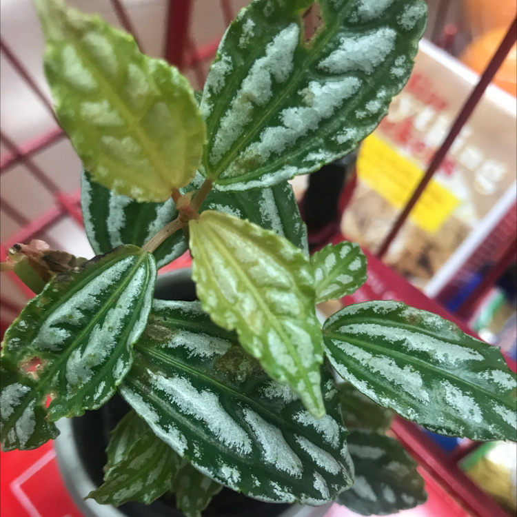 Aluminum Plant with white markings and some yellowing leaves.