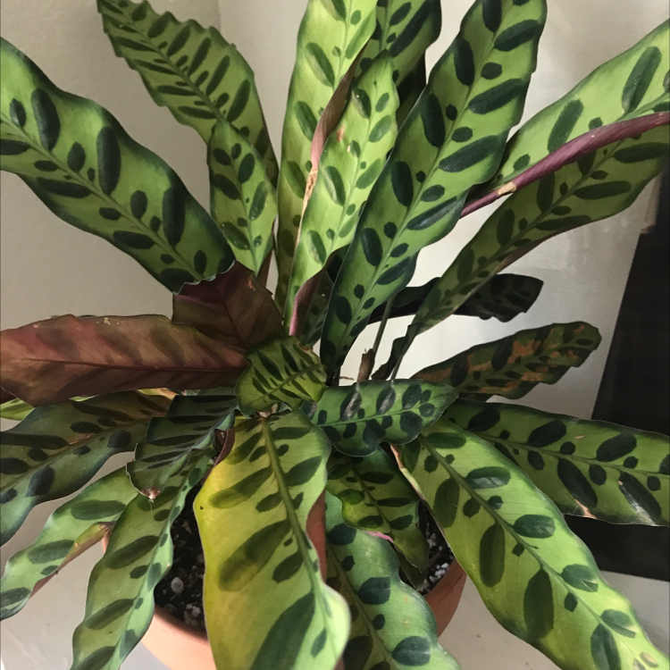 Rattlesnake Plant with patterned leaves, some showing yellowing and browning.