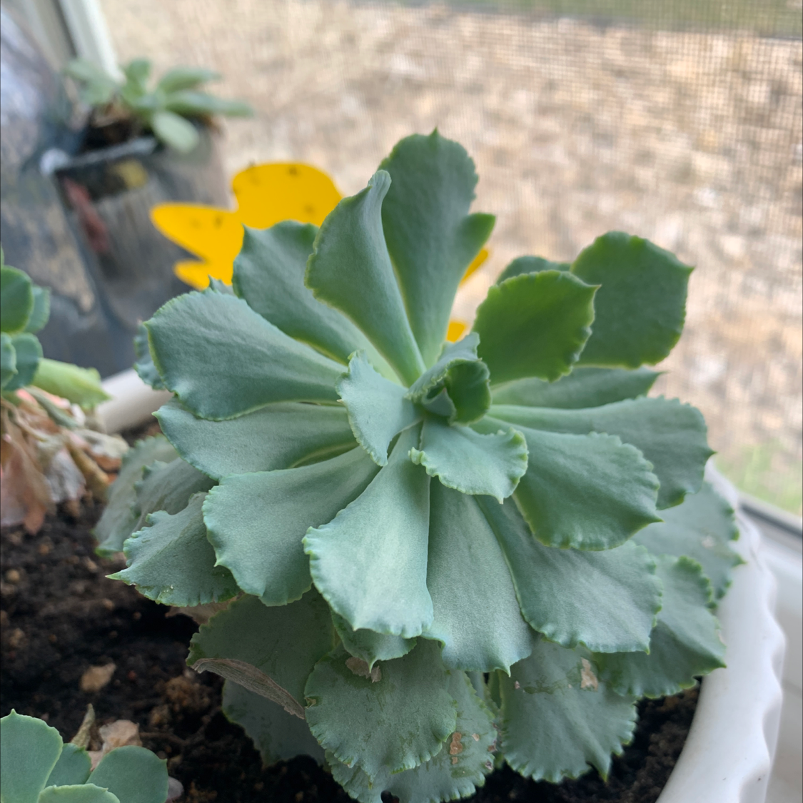 Echeveria Gibbiflora succulent with thick, fleshy leaves in a rosette pattern.