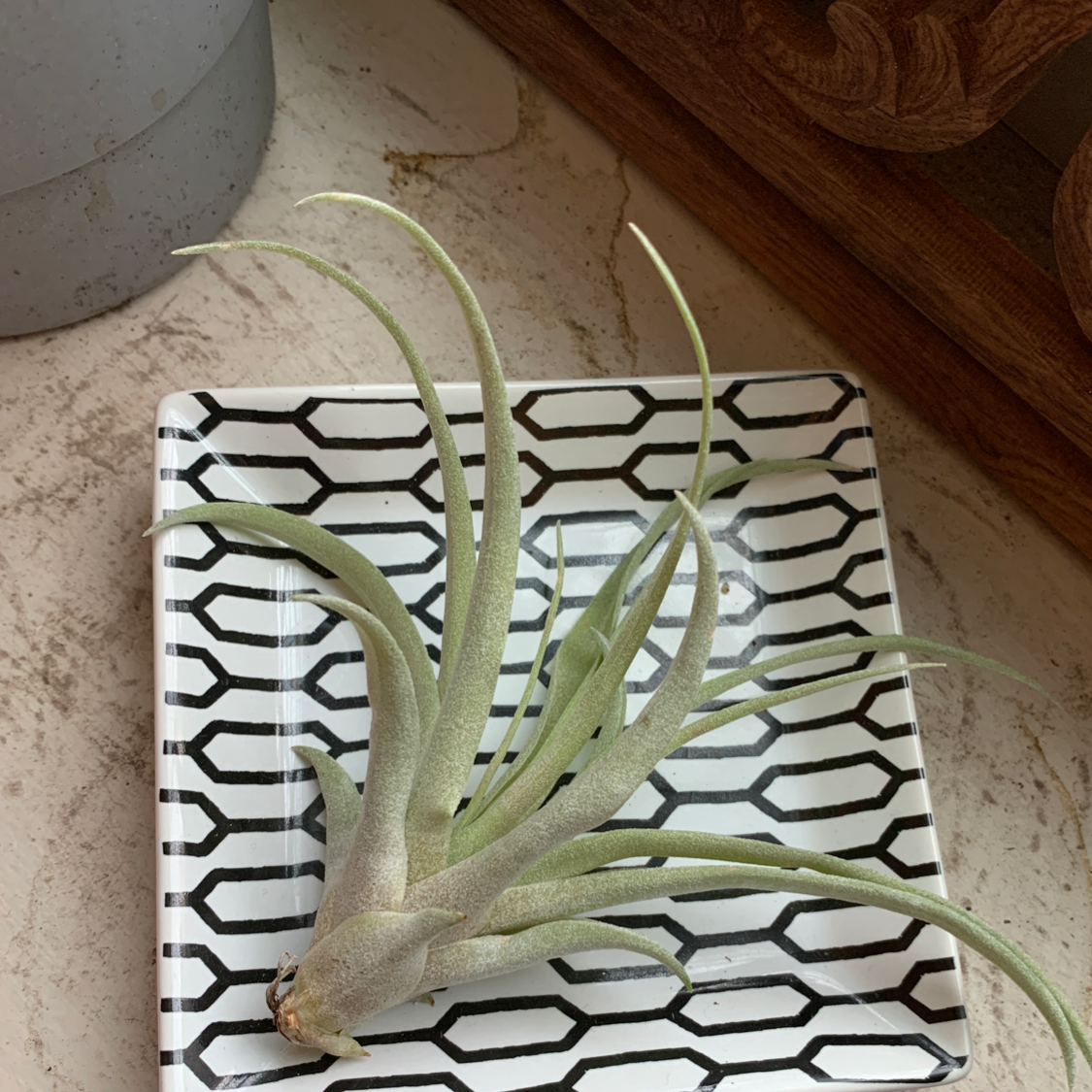 Capitata Air Plant on a patterned tray with a wooden object and pot in the background.