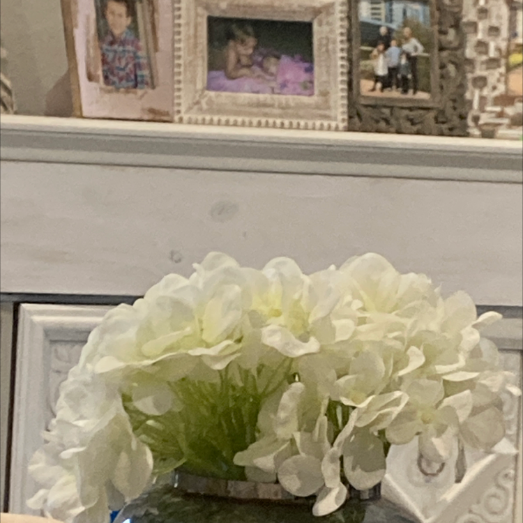 French Hydrangea plant photo by London named Athena on Greg, the plant care app.