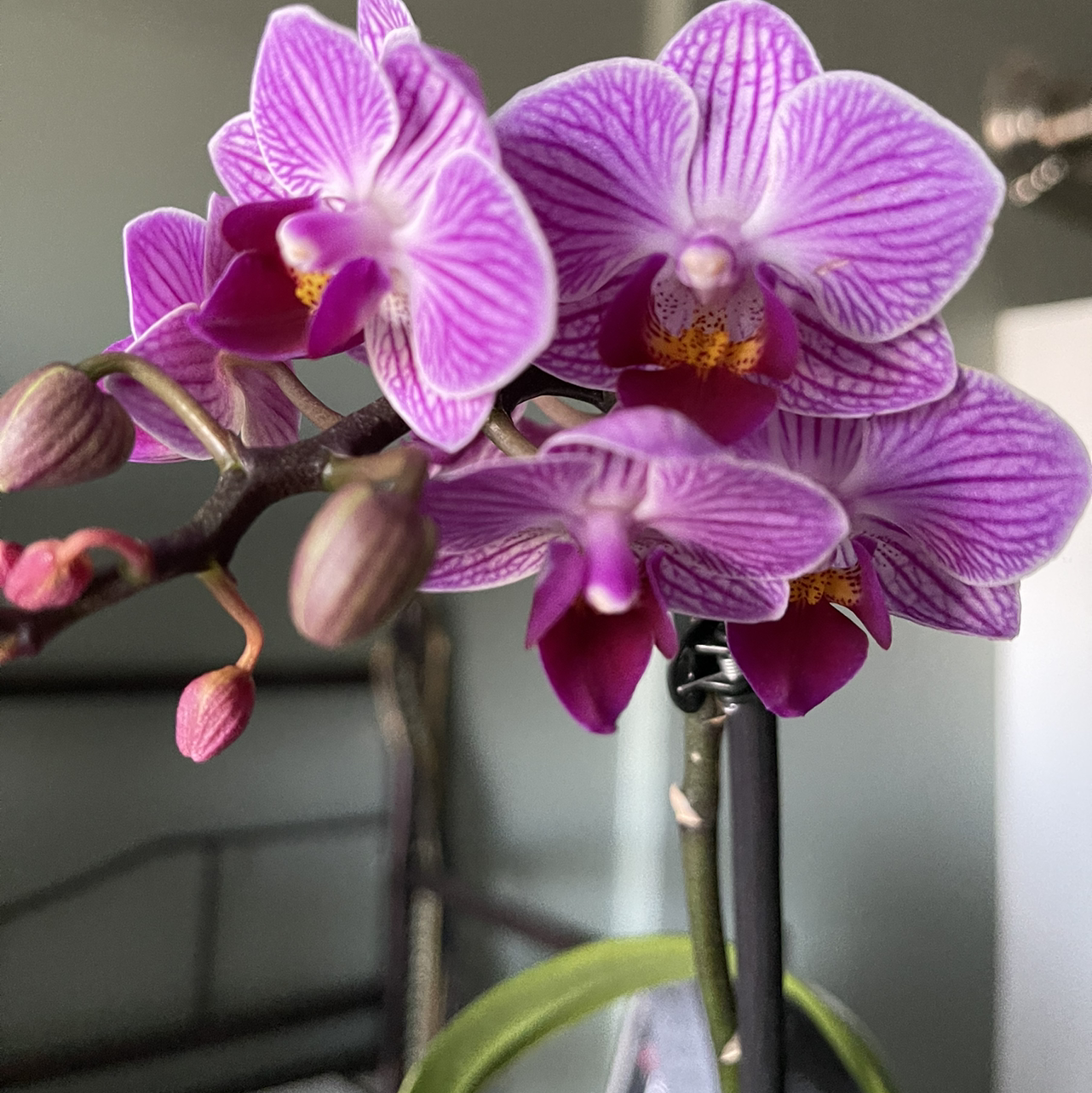 Photo of the plant species Early-Purple Orchid by @mnstatler named Phoebe on Greg, the plant care app
