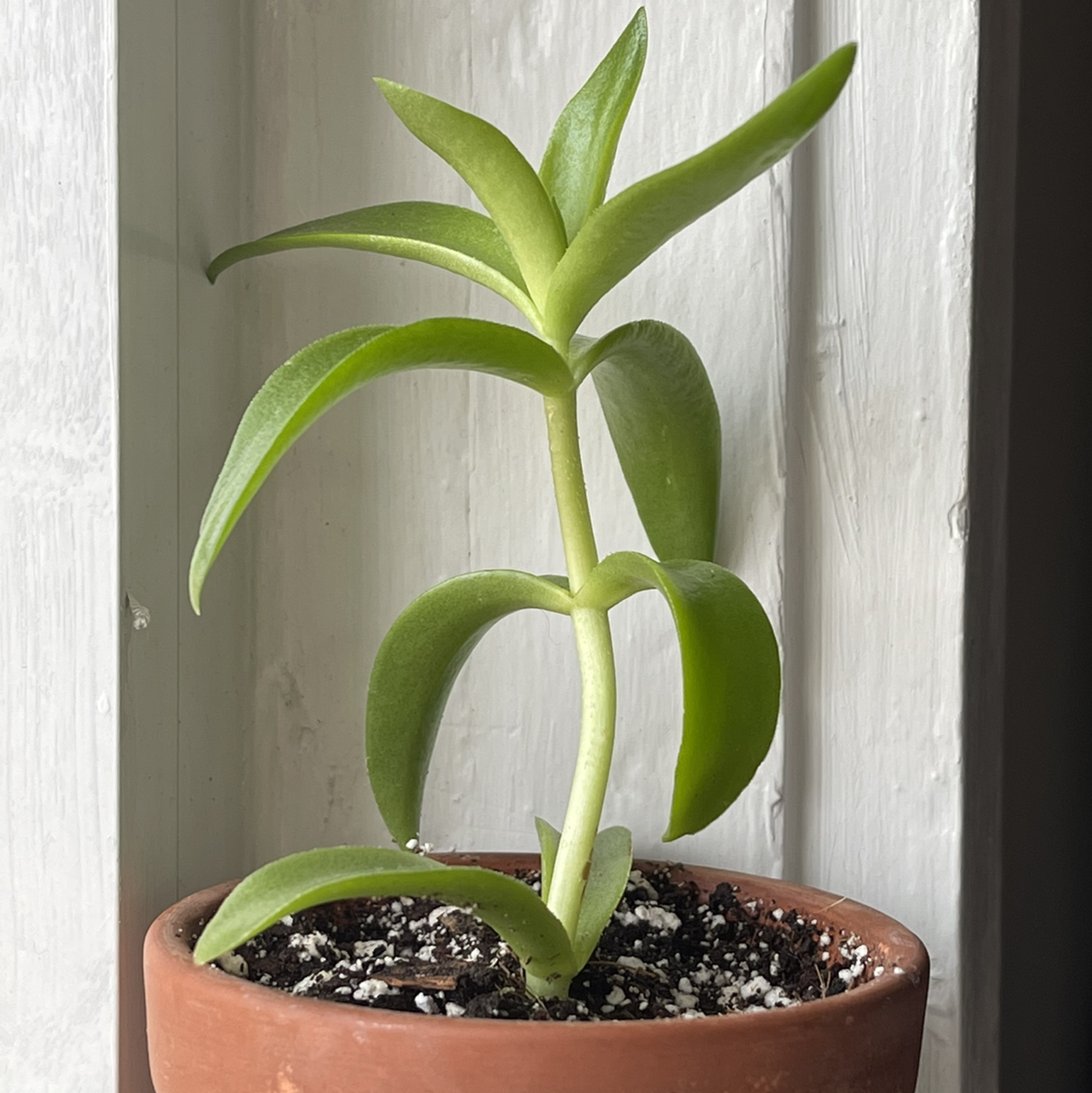 Photo of the plant species Crassula capitella 'Campfire' by @mnstatler named Twig on Greg, the plant care app
