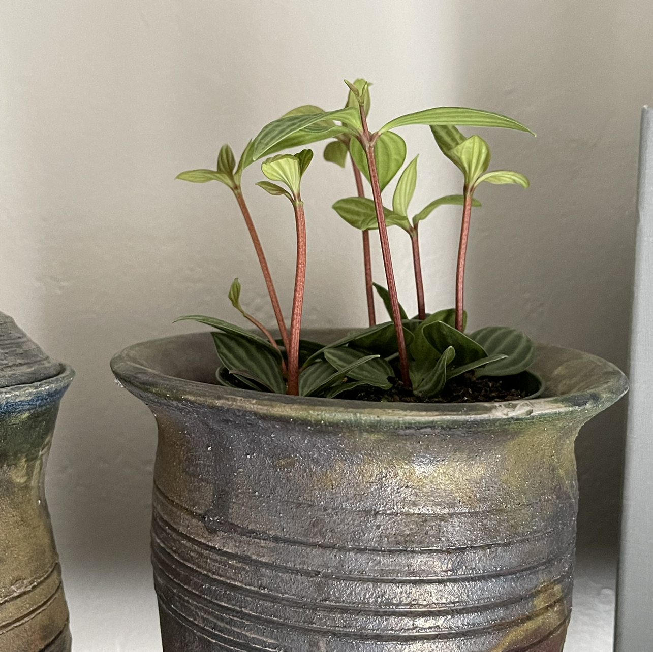 Photo of the plant species Beetle Peperomia by @mnstatler named Mattie on Greg, the plant care app