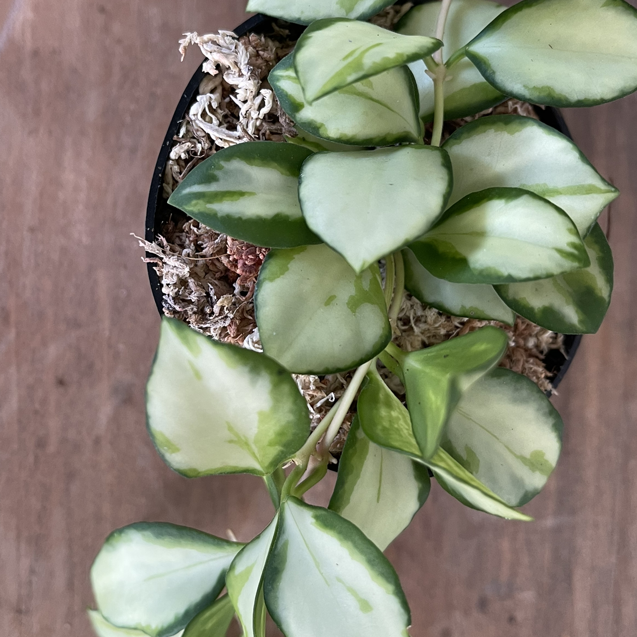 Photo of the plant species Hoya heuschkeliana by @mnstatler named Gilly on Greg, the plant care app