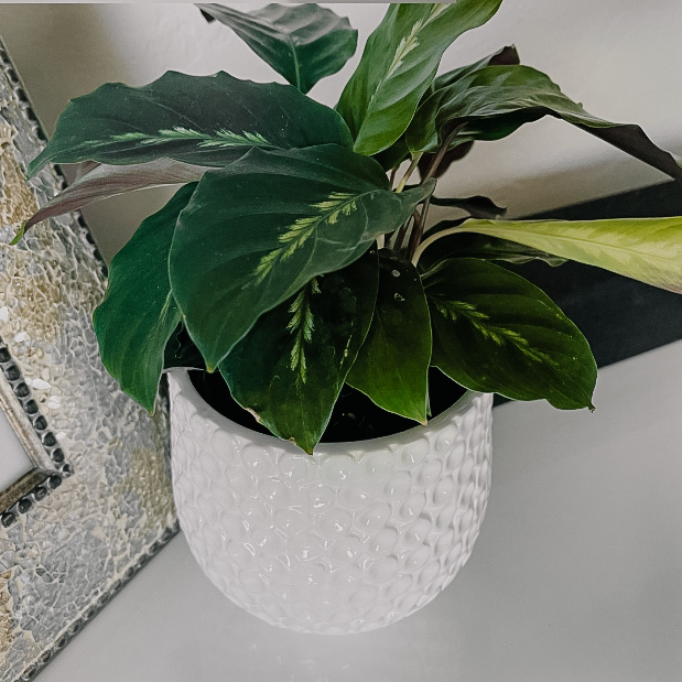 Photo of the plant species Prayer Plant 'Maui Queen' by @mnstatler named Khaleesi on Greg, the plant care app