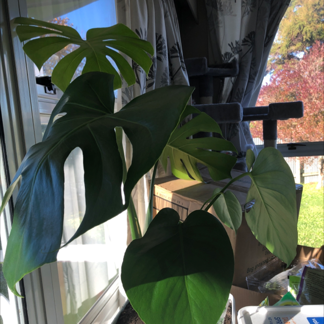 Monstera plant photo by Morunga named Greg on Greg, the plant care app.