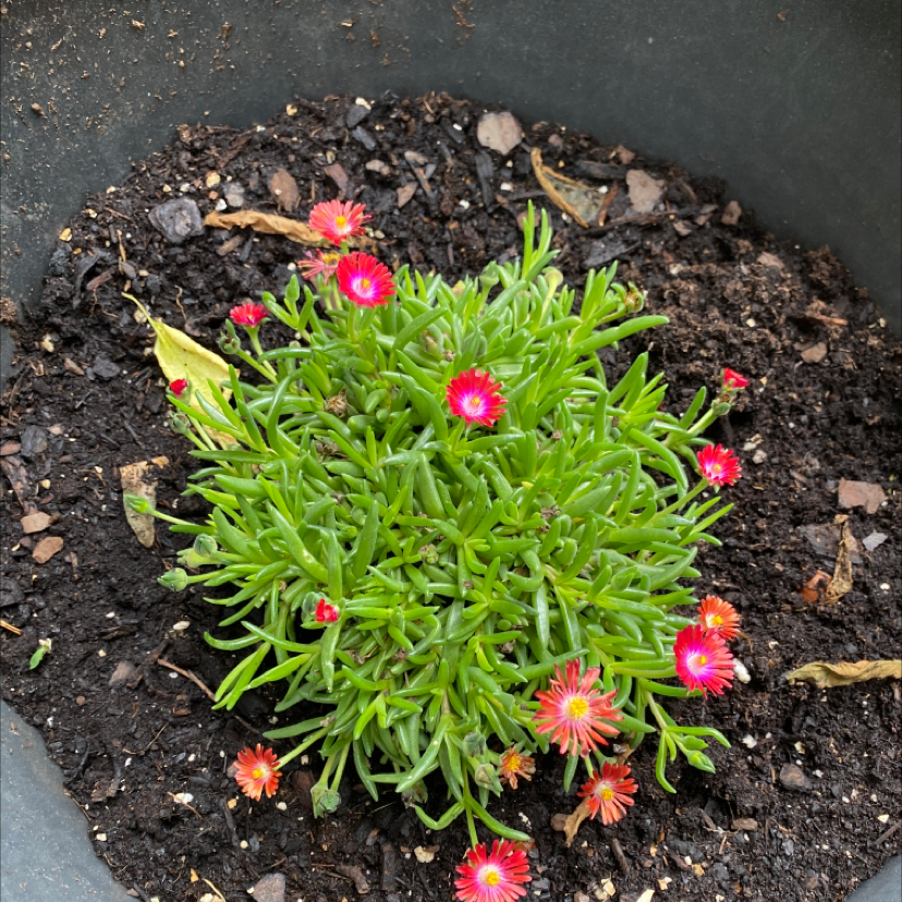 Healthy Iceplant with vibrant green leaves and bright pink flowers in a pot.