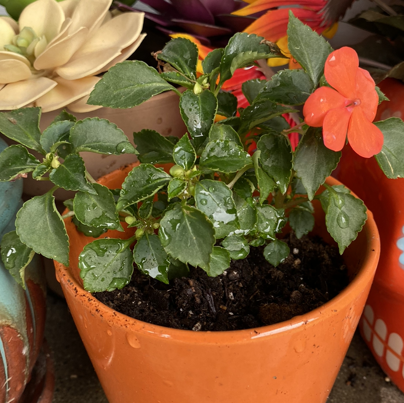 Potted Buzzy Lizzy plant with green leaves and an orange flower, soil visible.