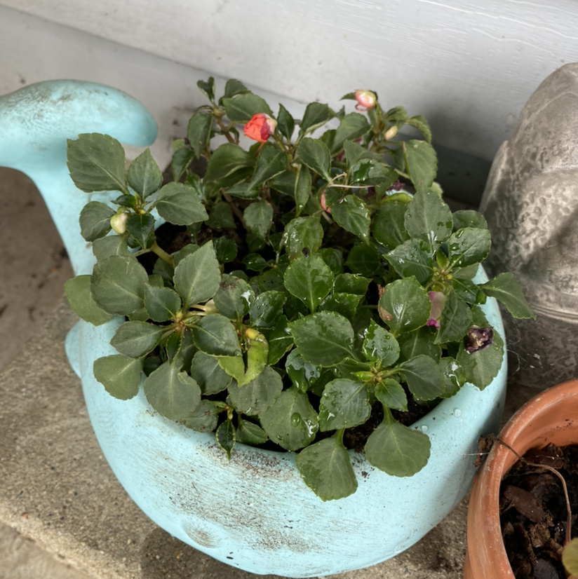Potted Buzzy Lizzy plant with green leaves and a few flowers in a blue pot.