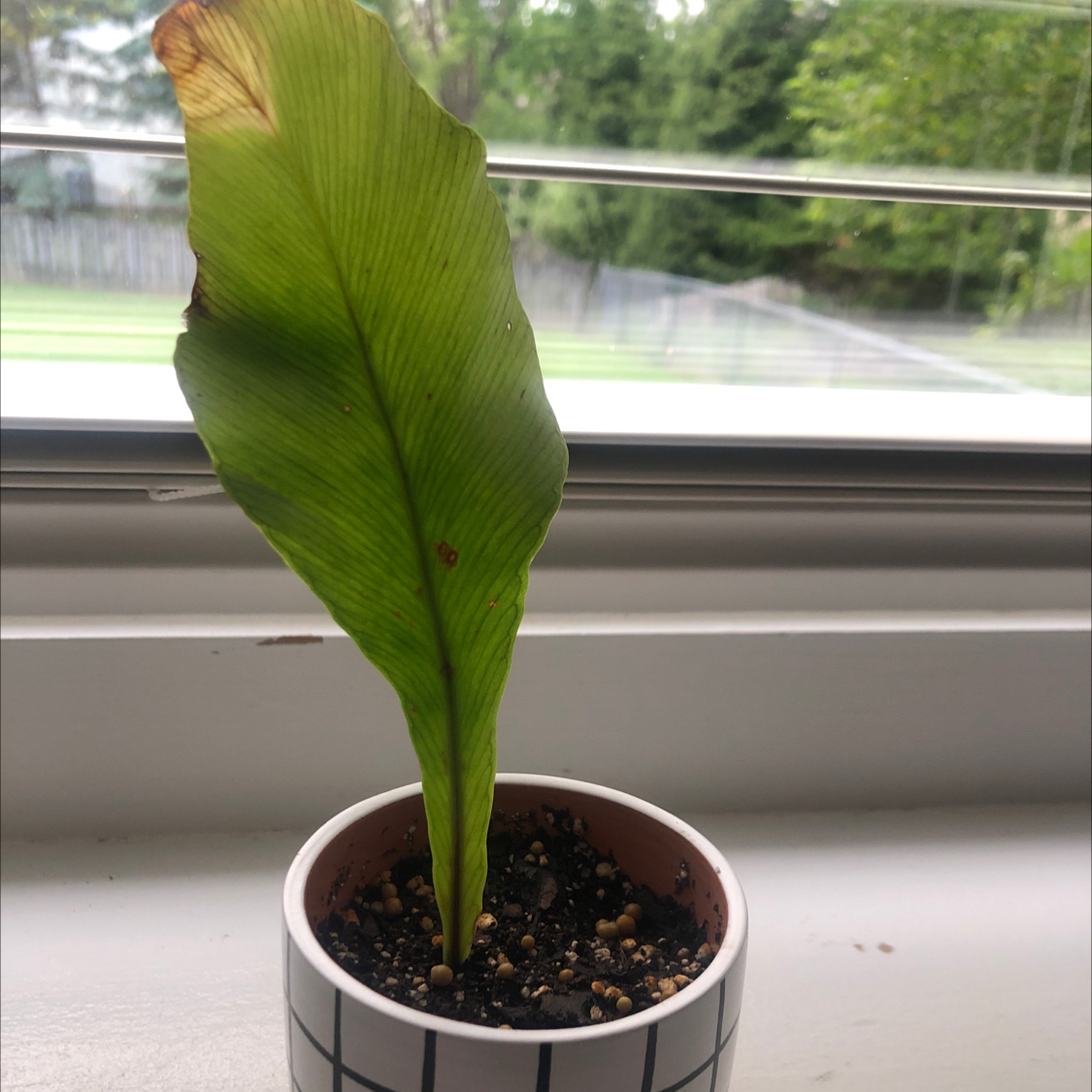 Japanese Bird's Nest Fern with a single leaf showing browning at the tip, potted on a windowsill.