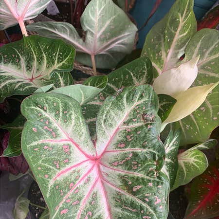 Photo of the plant species Galaxy Caladium by @Yourstruly_plantmom named Shortcake on Greg, the plant care app