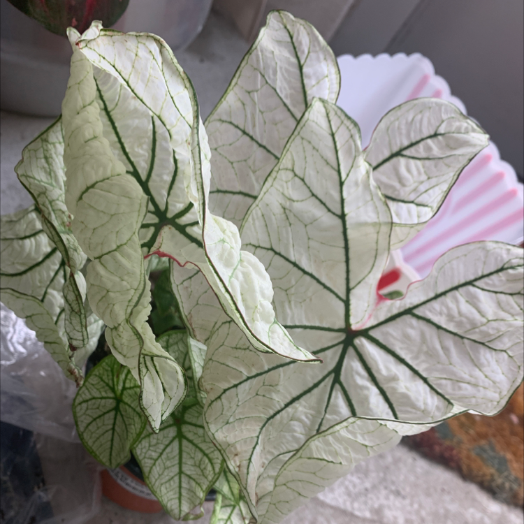 Photo of the plant species Angel Wings 'Candidum Junior' by @Yourstruly_plantmom named Snow white on Greg, the plant care app