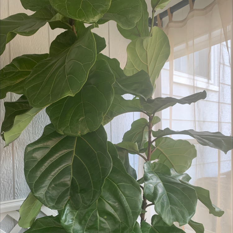 Fiddle Leaf Fig plant photo by @Yourstruly_plantmom named Ellie on Greg, the plant care app.