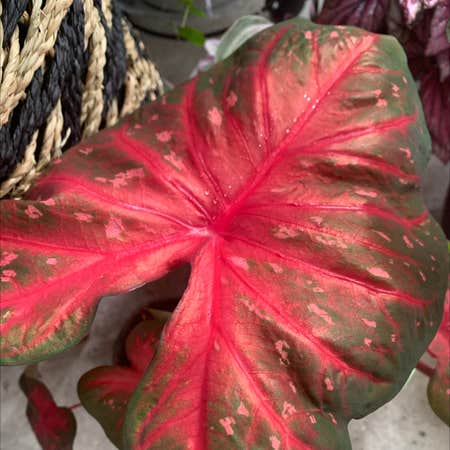Photo of the plant species Caladium 'Postman Joyner' by Yourstruly_plantmom named Monroe on Greg, the plant care app