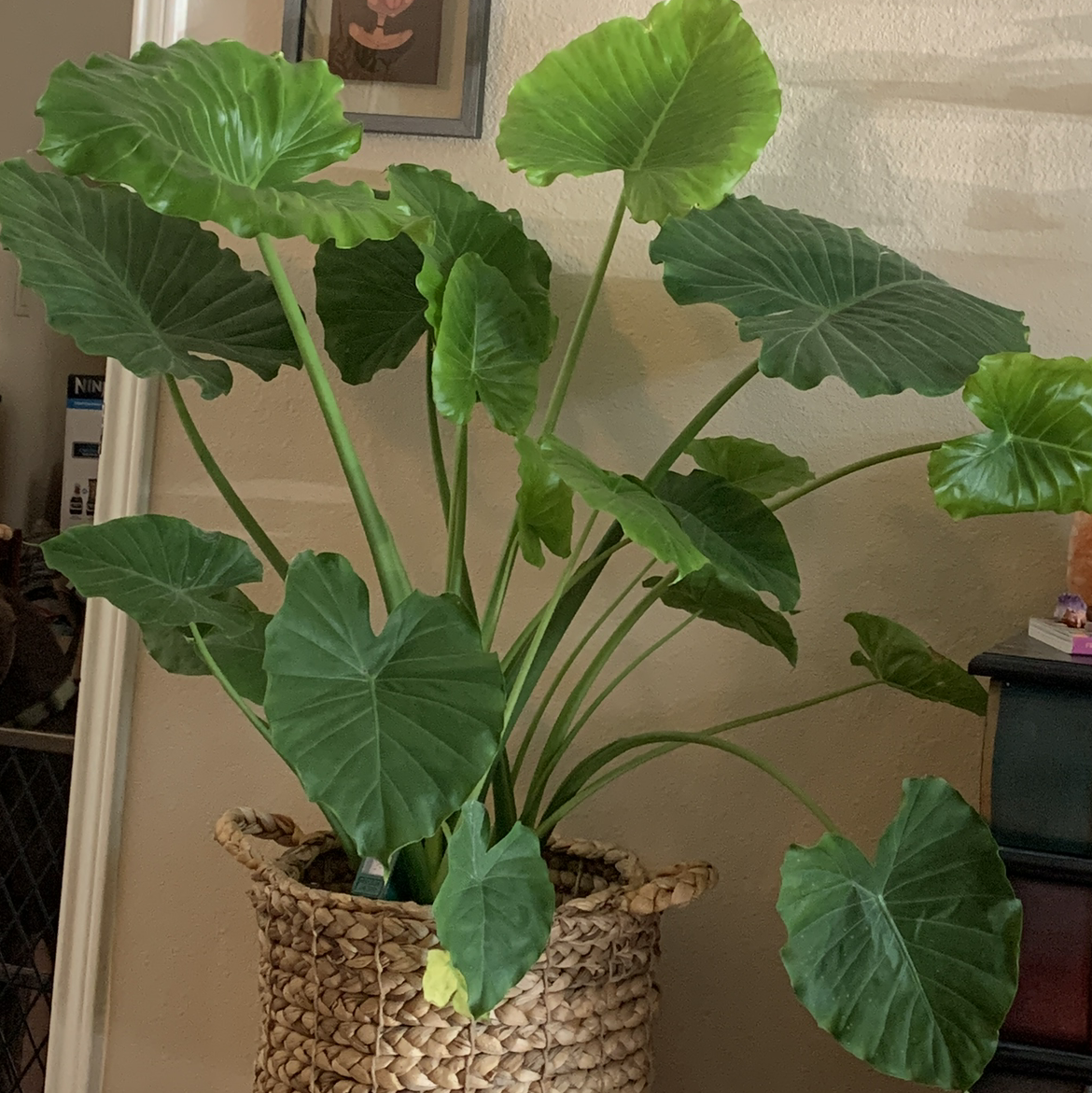 Healthy Arrowleaf Elephant Ear plant with large green leaves in a woven basket indoors.