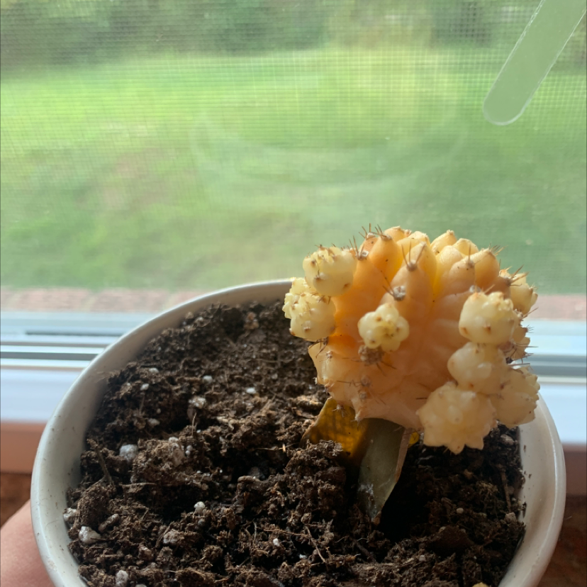 Moon Cactus plant photo by Victoria named Marilyn on Greg, the plant care app.