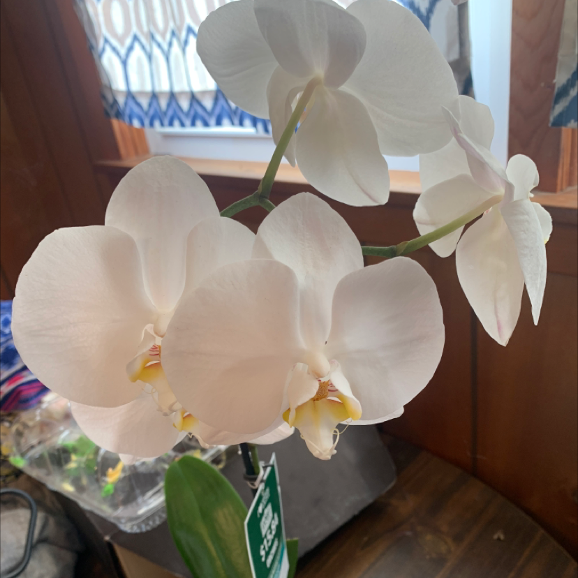 Phalaenopsis Orchid plant photo by Victoria named Sol on Greg, the plant care app.