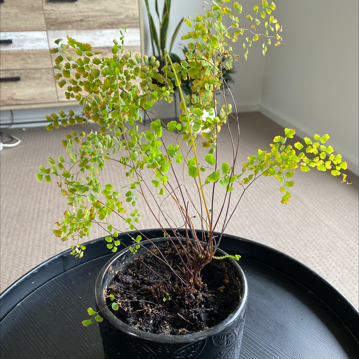 Photo of the plant species Hemionitis raddiana by Marcelle named Your plant on Greg, the plant care app