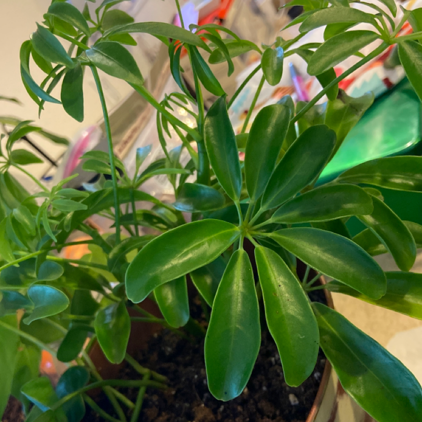 Dwarf Umbrella Tree plant photo by @Kaelynsuxx named Nemo on Greg, the plant care app.