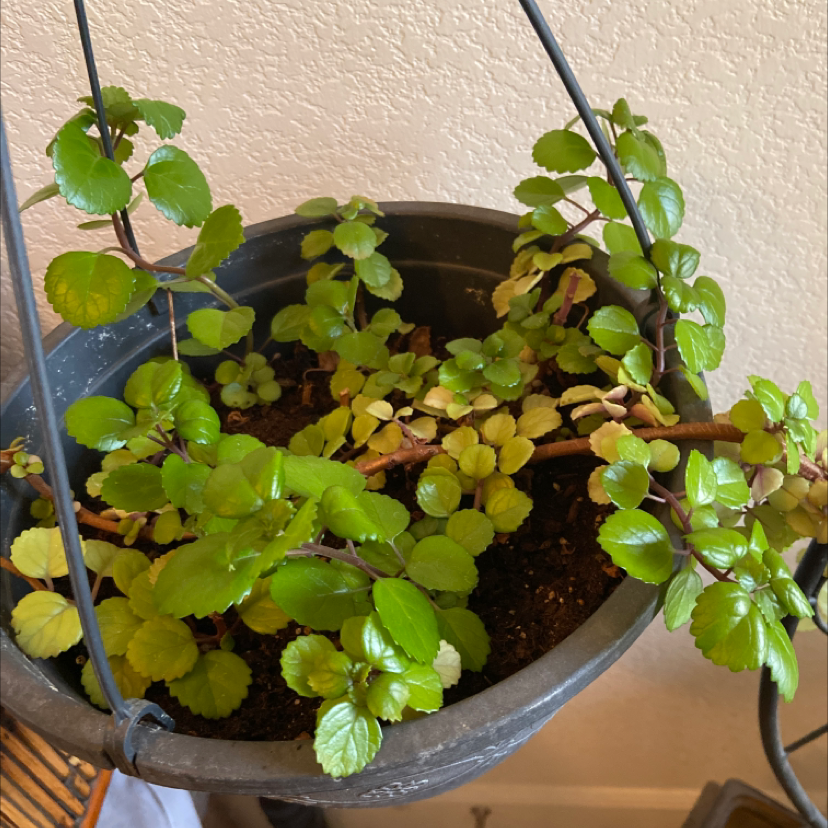 Swedish Ivy plant in a hanging pot with vibrant green leaves.